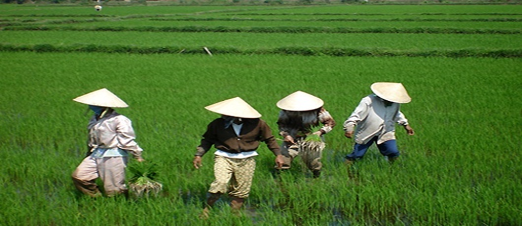베트남 농업에 대한 이해